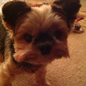 Meet your Posher, Pauline